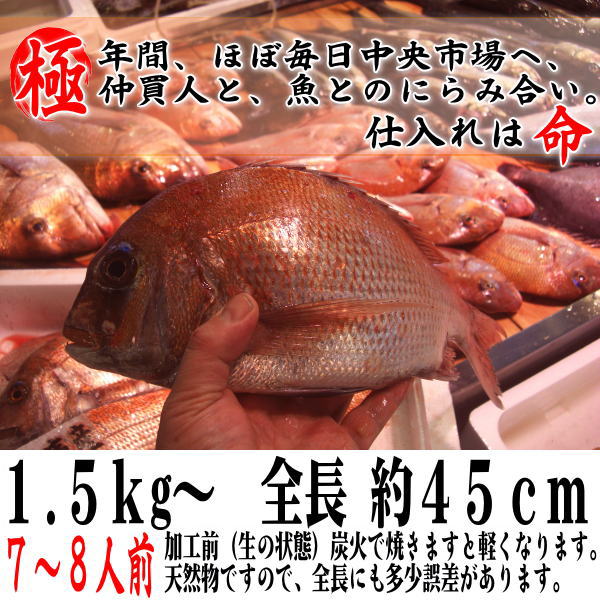 送料無料】 【お食い初め 鯛】【祝鯛】 天然焼き鯛 1.5kgアップ お
